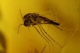 Three Fossil Flies (Diptera) and Several Mites (Acari) in Baltic Amber #183611-2
